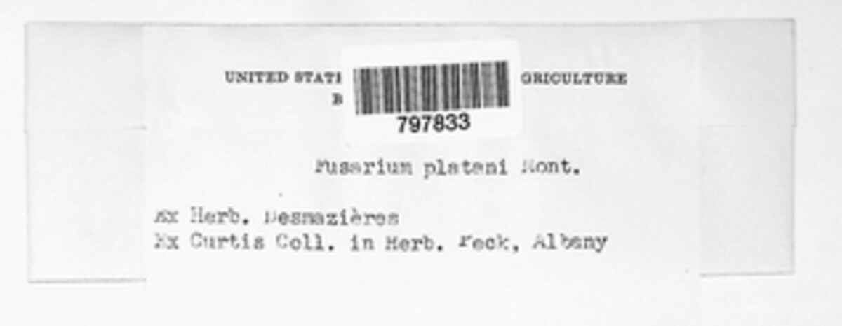 Apiognomonia veneta image